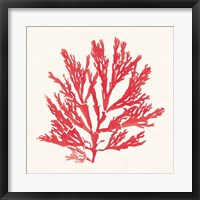 Framed Pacific Sea Mosses I Red