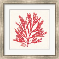 Framed 'Pacific Sea Mosses I Red' border=