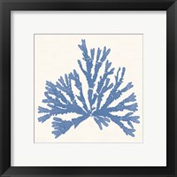 Framed 'Pacific Sea Mosses IV Light Blue' border=