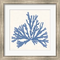 Framed Pacific Sea Mosses IV Light Blue