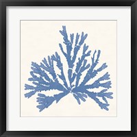 Framed Pacific Sea Mosses IV Light Blue