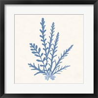 Pacific Sea Mosses III Light Blue Framed Print
