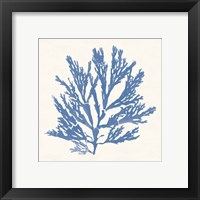 Framed 'Pacific Sea Mosses I Light Blue' border=