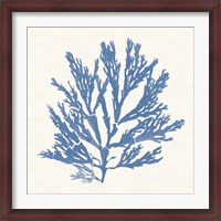 Framed Pacific Sea Mosses I Light Blue