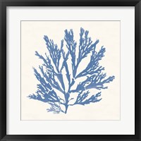 Pacific Sea Mosses I Light Blue Framed Print