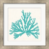 Framed Pacific Sea Mosses IV Aqua