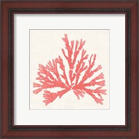 Framed 'Pacific Sea Mosses IV Coral' border=