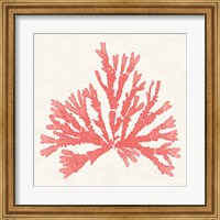 Framed Pacific Sea Mosses IV Coral