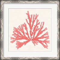 Framed Pacific Sea Mosses IV Coral