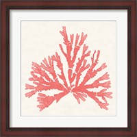 Framed Pacific Sea Mosses IV Coral