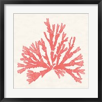 Framed Pacific Sea Mosses IV Coral