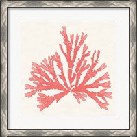 Framed 'Pacific Sea Mosses IV Coral' border=