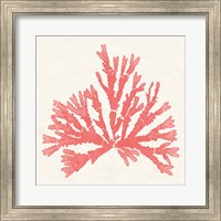 Framed Pacific Sea Mosses IV Coral
