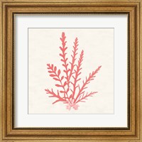Framed Pacific Sea Mosses III Coral