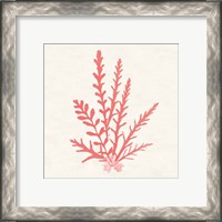 Framed 'Pacific Sea Mosses III Coral' border=