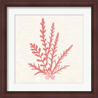 Framed Pacific Sea Mosses III Coral