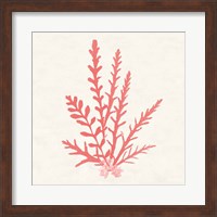 Framed 'Pacific Sea Mosses III Coral' border=