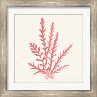 Framed 'Pacific Sea Mosses III Coral' border=