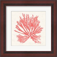 Framed 'Pacific Sea Mosses II Coral' border=