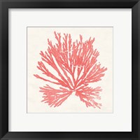 Framed 'Pacific Sea Mosses II Coral' border=