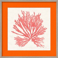 Framed 'Pacific Sea Mosses II Coral' border=