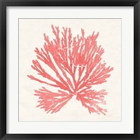 Framed 'Pacific Sea Mosses II Coral' border=