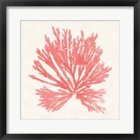 Pacific Sea Mosses II Coral Framed Print