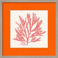 Framed 'Pacific Sea Mosses I Coral' border=