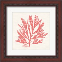 Framed Pacific Sea Mosses I Coral