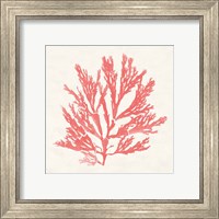 Framed 'Pacific Sea Mosses I Coral' border=