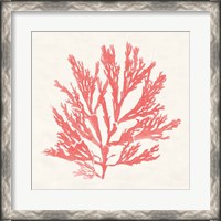 Framed Pacific Sea Mosses I Coral