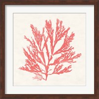 Framed Pacific Sea Mosses I Coral