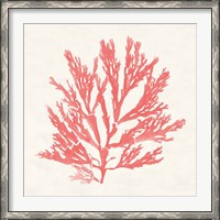 Framed Pacific Sea Mosses I Coral