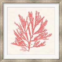 Framed Pacific Sea Mosses I Coral