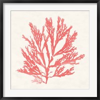 Framed Pacific Sea Mosses I Coral