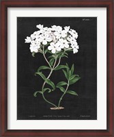 Framed White Botanical on Black Chart VI