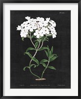 Framed White Botanical on Black Chart VI