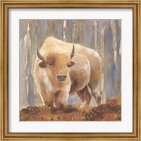 Framed White Buffalo