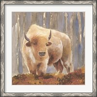 Framed White Buffalo