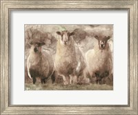 Framed Three Sheep