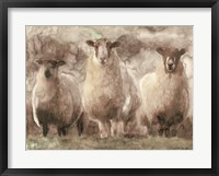 Framed Three Sheep