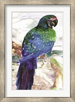 Framed Blue Parrot on Branch 1