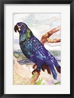 Framed Blue Parrot on Branch 2