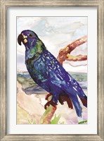 Framed Blue Parrot on Branch 2