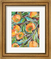 Framed Persimmon