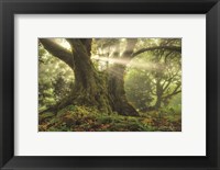 Framed One-Two Tree