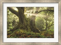 Framed One-Two Tree