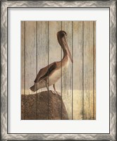 Framed Vintage Pelican II