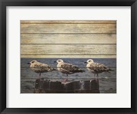 Framed Vintage Seagulls