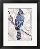 Framed Blue Jay 1